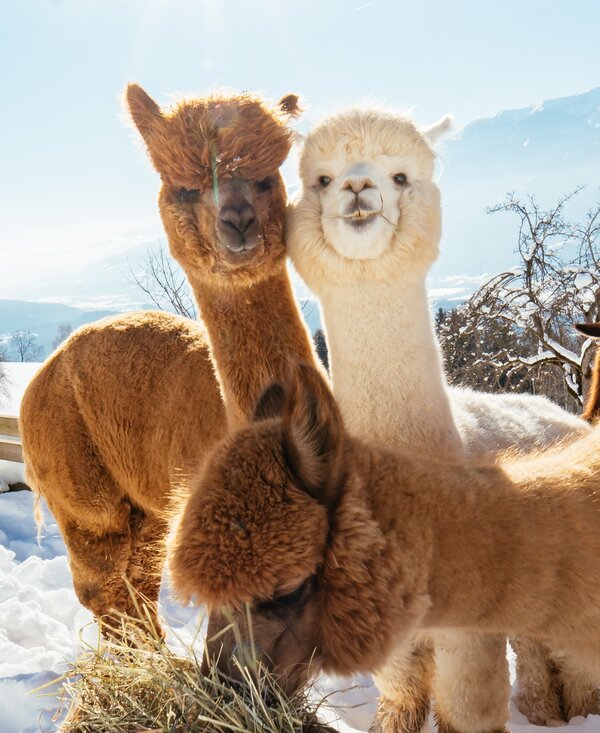 alpakas-fresen-ktn-urlaubambauernhof_1.jpg